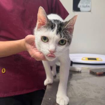 Ciaus -  Domestic Short Hair Cat for Adoption in Englewood, Florida - Ciaus | PetCurious