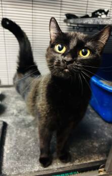 Domestic Short Hair Cats Available for Adoption in Council Bluffs, Iowa - Valorie  | PetCurious