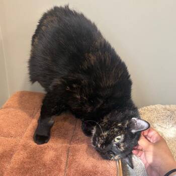 Domestic Short Hair Cats Available for Adoption in Puslinch, Ontario - Velmira | PetCurious