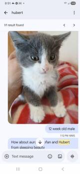 Hubert -  Domestic Short Hair Cat for Adoption in Thatcher, Arizona - Hubert | PetCurious