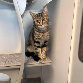 Phoebe - Must Apply in Person ! -  Domestic Short Hair Cat for Adoption in Georgetown, Kentucky - Phoebe - Must Apply In Person ! | PetCurious