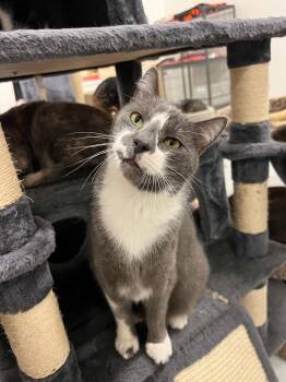 Greyam -  Domestic Short Hair Cat for Adoption in West Palm Beach, Florida - Greyam | PetCurious