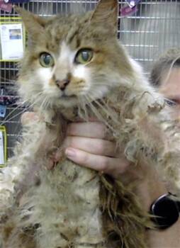 SAIDIE -  Ragdoll Cat for Adoption in Pasadena, Texas - SAIDIE | PetCurious