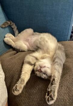 Rescue Domestic Short Hair Cats for Adoption in New York, New York - Pleakley | PetCurious