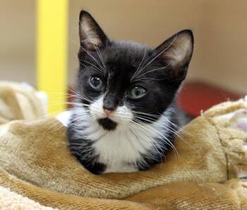 Toner -  Domestic Short Hair Cat Available for Adoption in Mansfield, Massachusetts - Toner | PetCurious