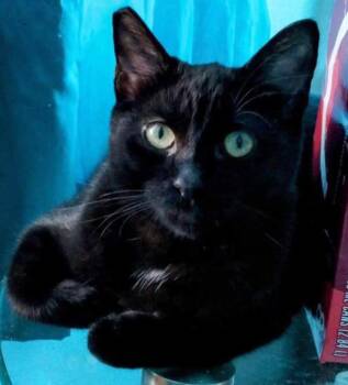 Rescue Bombay and Domestic Short Hair Cats for Adoption in Metairie, Louisiana - Beautiful Sweet Buttercup Kitten For Adopting! | PetCurious