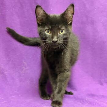 Chicken -  Domestic Short Hair Cat for Adoption in Waterloo, Iowa - Chicken | PetCurious