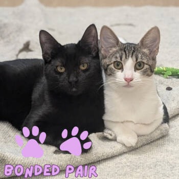 Rescue Domestic Short Hair Cats for Adoption in Sonoma, California - Alfredo | PetCurious