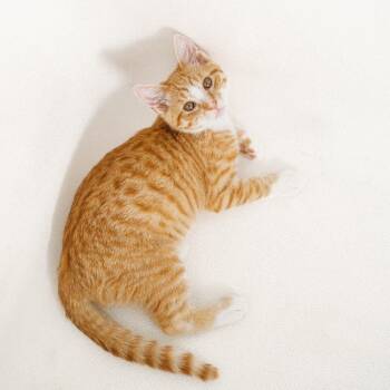 Fuji Jessup -  Domestic Short Hair Cat for Adoption in Eagle Mountain, Utah - Fuji Jessup | PetCurious