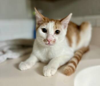 Rescue Domestic Short Hair Cats for Adoption in Mission Viejo, California - Spice | PetCurious