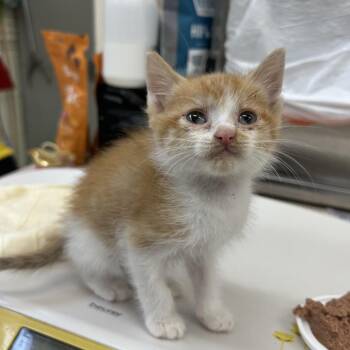 SpongeBob -  Domestic Short Hair Cat for Adoption in Auburn, Alabama - SpongeBob | PetCurious