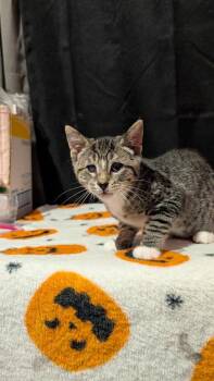 7863 Calla -  Domestic Short Hair and Tabby Cat for Adoption in Hartwell, Georgia - 7863 Calla | PetCurious