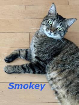 Domestic Short Hair Cats Available for Adoption in Reston, Virginia - Smokey (Bonded With Ollie) | PetCurious