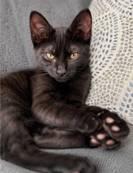 Black Bean -  Domestic Short Hair Cat for Adoption in Scottsdale, Arizona - Black Bean | PetCurious