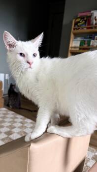 Siamese Cats Available for Adoption in Los Angeles, California - Timothy | PetCurious