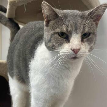Rescue Domestic Short Hair Cats for Adoption in Indiana, Pennsylvania - Rosie | PetCurious