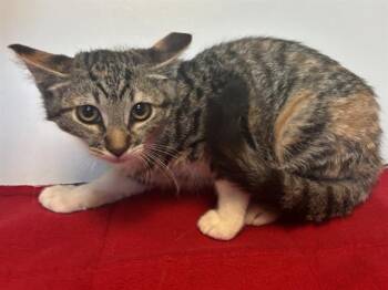 GINGER -  Domestic Short Hair Cat for Adoption in Sacramento, California - GINGER | PetCurious