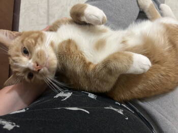 Rescue Domestic Short Hair Cats for Adoption in Greenwich Township, New Jersey - Reggie | PetCurious