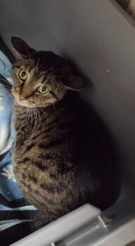 Kat -  Domestic Short Hair Cat for Adoption in Medford, Wisconsin - Kat | PetCurious