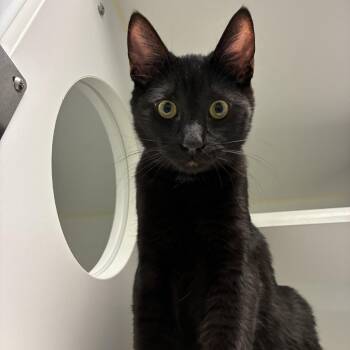 Domestic Short Hair Cats Available for Adoption - Duffel | PetCurious