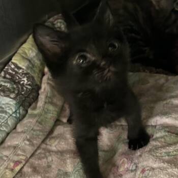 Peter pan -  Domestic Short Hair Cat for Adoption in Veneta, Oregon - Peter Pan | PetCurious