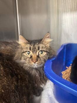 Domestic Long Hair Cats Available for Adoption - Fooly | PetCurious