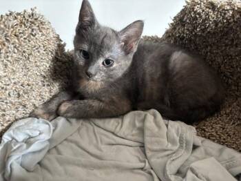 WINNIE -  Domestic Short Hair Cat for Adoption in Charlotte, North Carolina - WINNIE | PetCurious