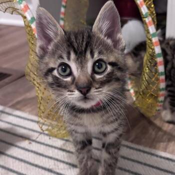 Tender (bobtail) -  Domestic Short Hair Cat for Adoption in Chattanooga, Tennessee - Tender (bobtail) | PetCurious