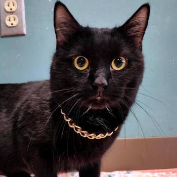 Domestic Short Hair Cats Available for Adoption in Baltimore, Maryland - Curtis 50 Cent Jackson - Working Cat | PetCurious