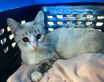 A659392 -  Domestic Short Hair Cat for Adoption in Houston, Texas - A659392 | PetCurious