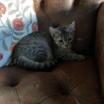 Rescue Domestic Short Hair Cats for Adoption in Washington, Michigan - Cookie | PetCurious