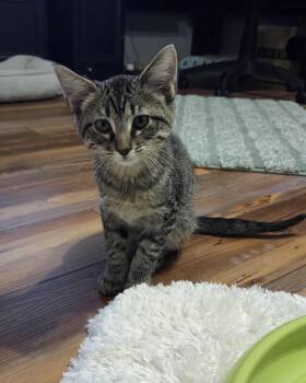 Rescue Domestic Short Hair Cats for Adoption in Loveland, Colorado - DEREK | PetCurious