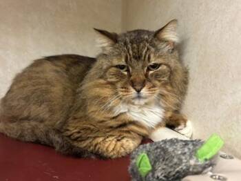 Rusty -  Domestic Long Hair and Domestic Short Hair Cat for Adoption in Bellevue, Washington - Rusty | PetCurious