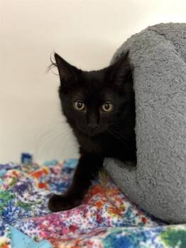 HADES -  Domestic Medium Hair Cat for Adoption in Sugar Land, Texas - HADES | PetCurious