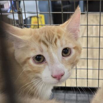 Moose -  Domestic Short Hair Cat for Adoption in Newark, New Jersey - Moose | PetCurious