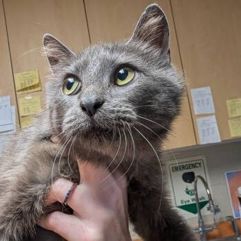 Maeve -  Domestic Short Hair Cat for Adoption in Dekalb, Illinois - Maeve | PetCurious