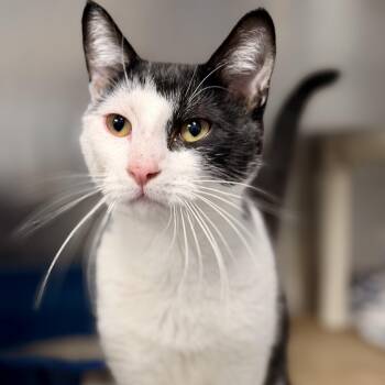 Gordon -  Domestic Short Hair Cat for Adoption in Stafford Township, New Jersey - Gordon | PetCurious