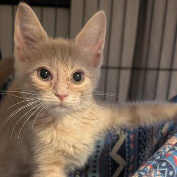 Speedwell -  Domestic Short Hair Cat for Adoption in Brownsboro, Alabama - Speedwell | PetCurious