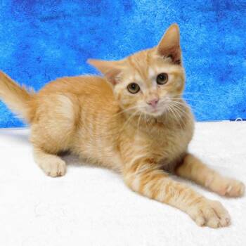 Sunshine -  Domestic Short Hair Cat for Adoption in Canton, Illinois - Sunshine | PetCurious
