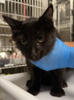*COAL -  Domestic Medium Hair Cat for Adoption in Woodland, California - *COAL | PetCurious