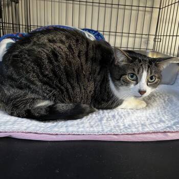 Domestic Short Hair Cats Available for Adoption in Middletown, New York - Mia | PetCurious