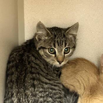 Geraldine -  Domestic Short Hair Cat for Adoption in Durango, Colorado - Geraldine | PetCurious