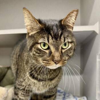 Domestic Short Hair Cats Available for Adoption in Atlanta, Georgia - Henry | PetCurious