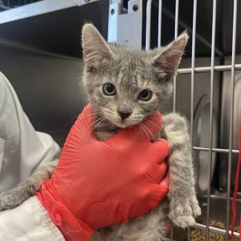 Bearnaise -  Domestic Short Hair Cat for Adoption in Houston, Texas - Bearnaise | PetCurious