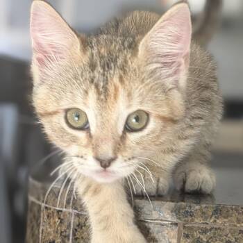 Rescue Domestic Short Hair Cats for Adoption in Los Angeles, California - Echo | PetCurious