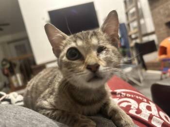 Batgirl -  Domestic Short Hair and Tabby Cat for Adoption in Emerald Isle, North Carolina - Batgirl | PetCurious