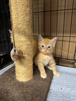 Rescue Domestic Short Hair and Tabby Cats for Adoption in Blairsville, Georgia - (Green) Steve | PetCurious