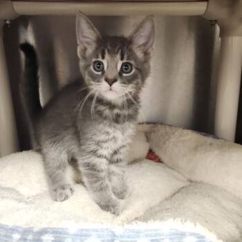Diamond -  Domestic Short Hair Cat for Adoption in Fort Wayne, Indiana - Diamond | PetCurious