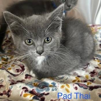 Domestic Short Hair Cats Available for Adoption in Knoxville, Tennessee - Pad Thai | PetCurious