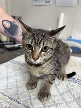 EVEREST -  Domestic Short Hair Cat for Adoption in San Antonio, Texas - EVEREST | PetCurious